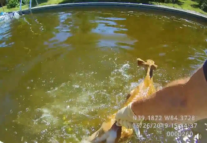 Video: Ohio Officer Rescues Fawn from Swimming Pool
