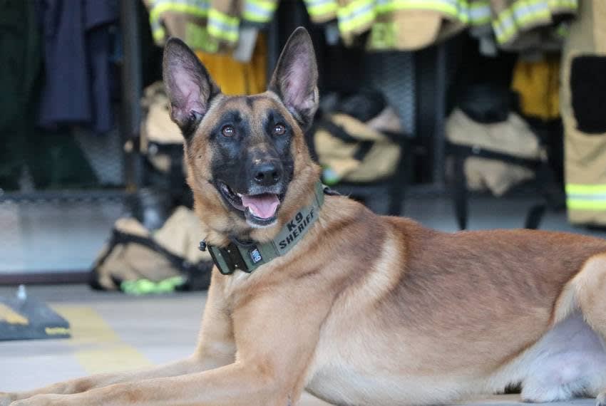 Texas Proposition 10 Would Allow Agencies' Handlers to Adopt Retired K-9s