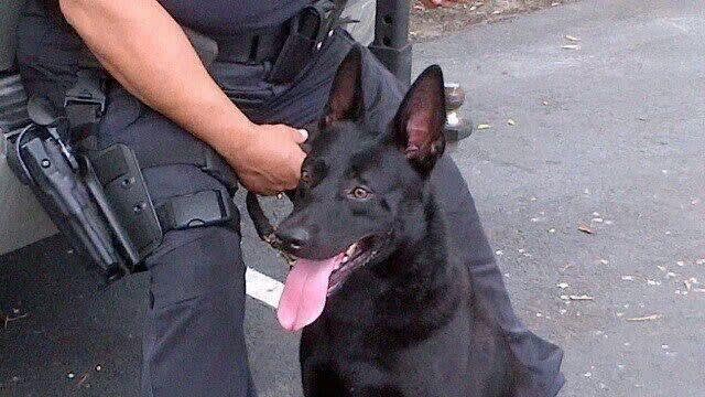 Florida K-9 Retired From Force After Biting Officer, Civilian