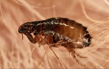 Police Station in France Closed Due to Flea Infestation