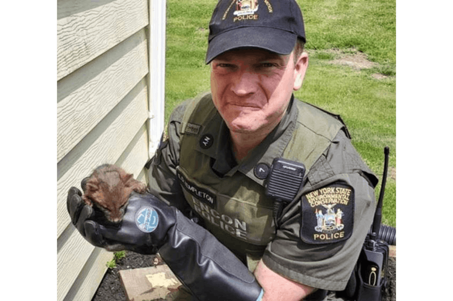 New York Conservation Officers Busy Rescuing a Variety of Animals