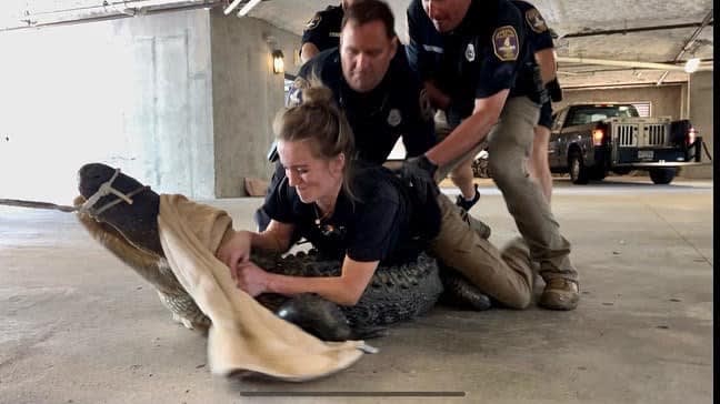 SC Officers Capture Alligator in Parking Deck