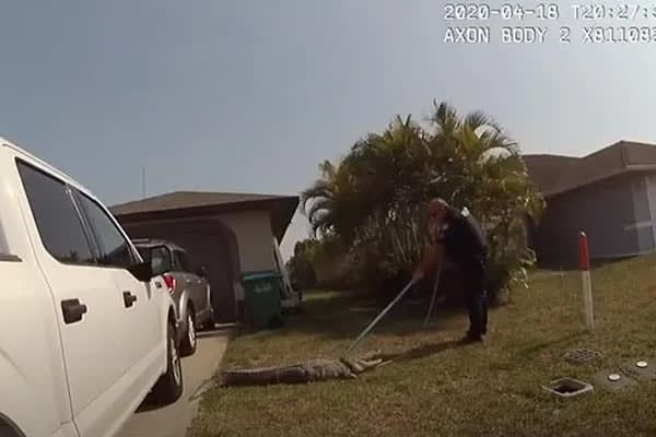 Video: Florida Officer Wrangles Gator in Residential Driveway