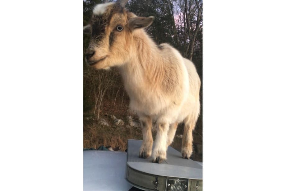 Goat Eats Alabama Deputy’s Paperwork