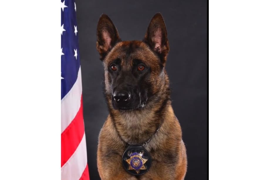 CA Sheriff’s K-9 Died of “Heat-Related Issues”