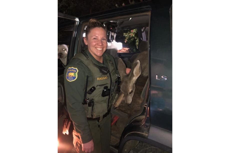 California Deputy Surprised to Find Deer in Back Seat at Traffic Stop