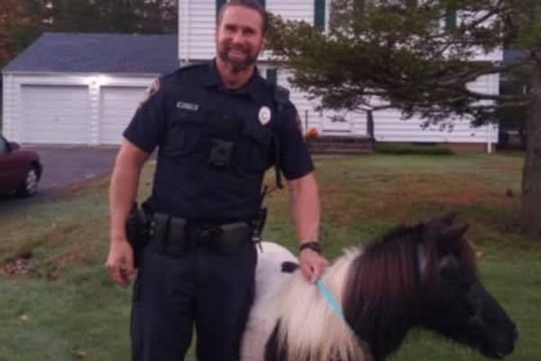 Connecticut Officer Corrals Loose Horse Roaming the Streets