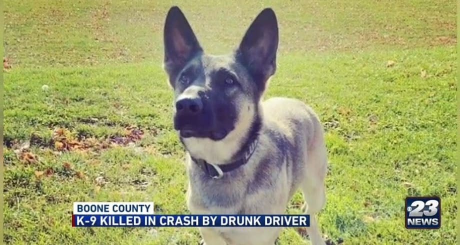 Illinois Sheriff's K-9 Killed in Crash Involving DUI Suspect