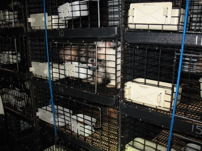 New Jersey Police Find 67 Puppies in Van