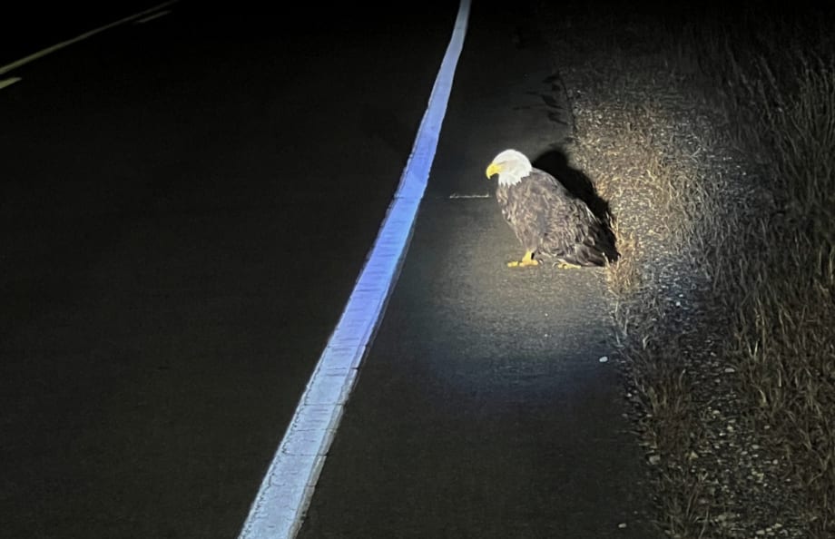 WI Trooper Lends Assistance to Injured Eagle