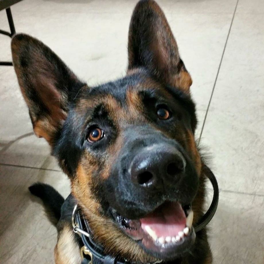 Killer of Ohio K-9 Sentenced to 45 Years