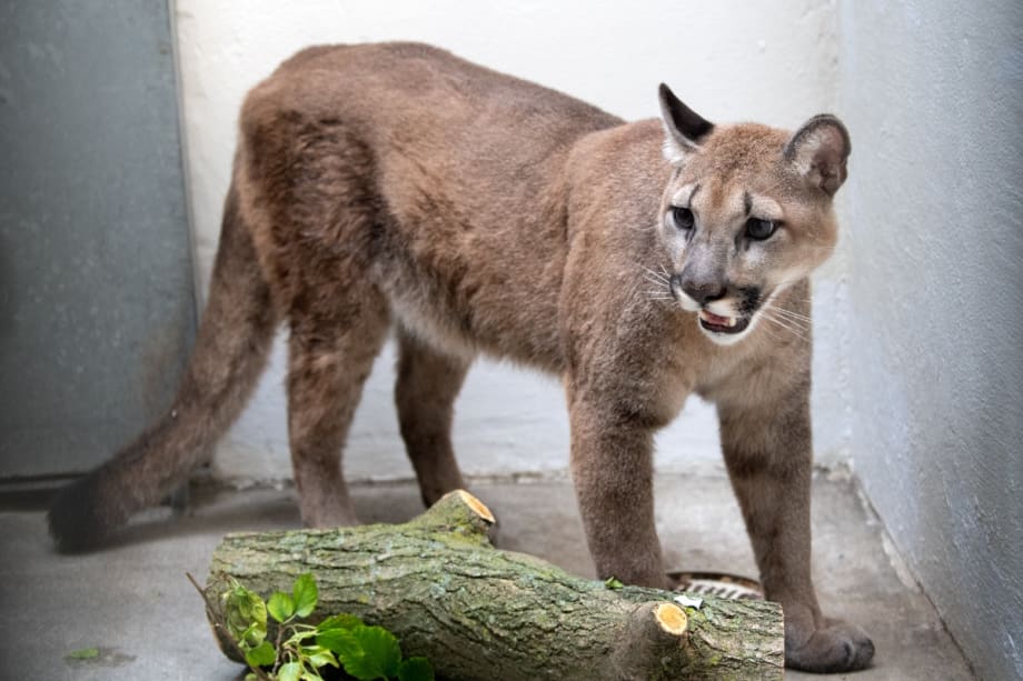 NYPD and Animal Groups Remove 80-Pound Cougar from Apartment