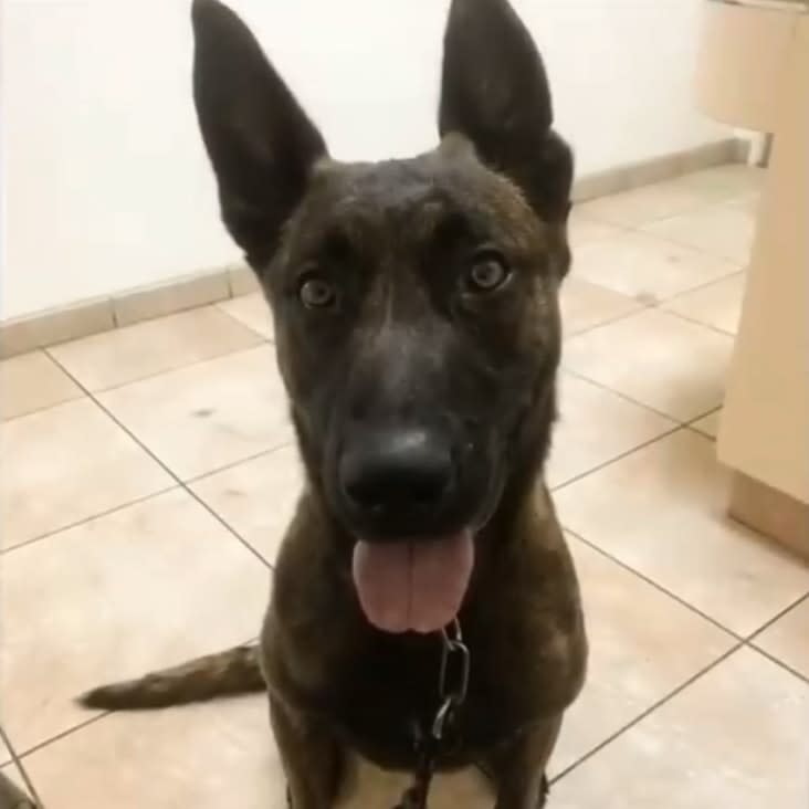 California K-9 Dies Suddenly