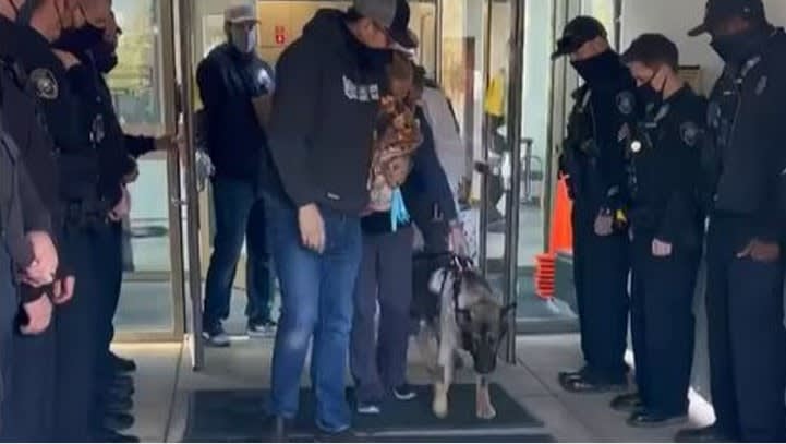 Severely Wounded WA K-9 Arlo Goes Home from Vet Hospital