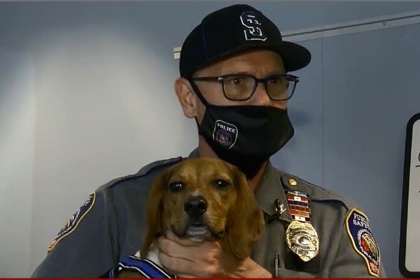 Stray Beagle Becomes Newest Member of Pennsylvania Department