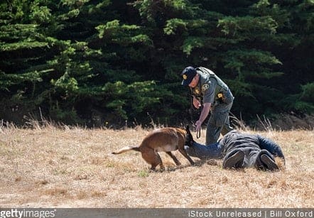 NJ's Attorney General Considering Ban on Using K-9s During Arrests