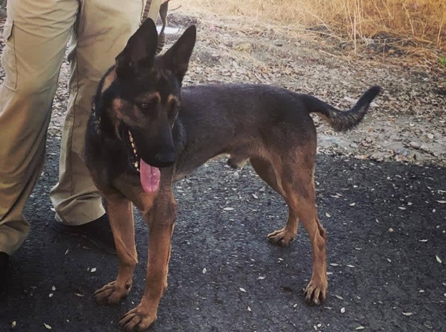 California K-9 Killed, Handler Shot in Gunfight