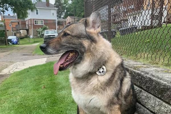 Pittsburgh Officers Mourn Loss of K-9