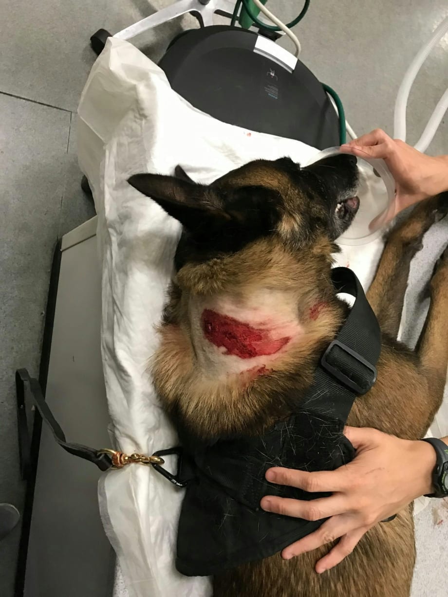 Arizona Man Charged With Assault for Stabbing Tucson Police Department K-9