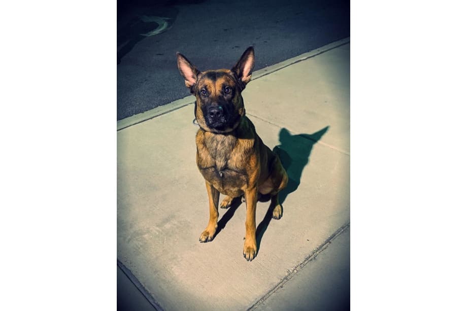 MS K-9 Seriously Wounded Apprehending Suspect