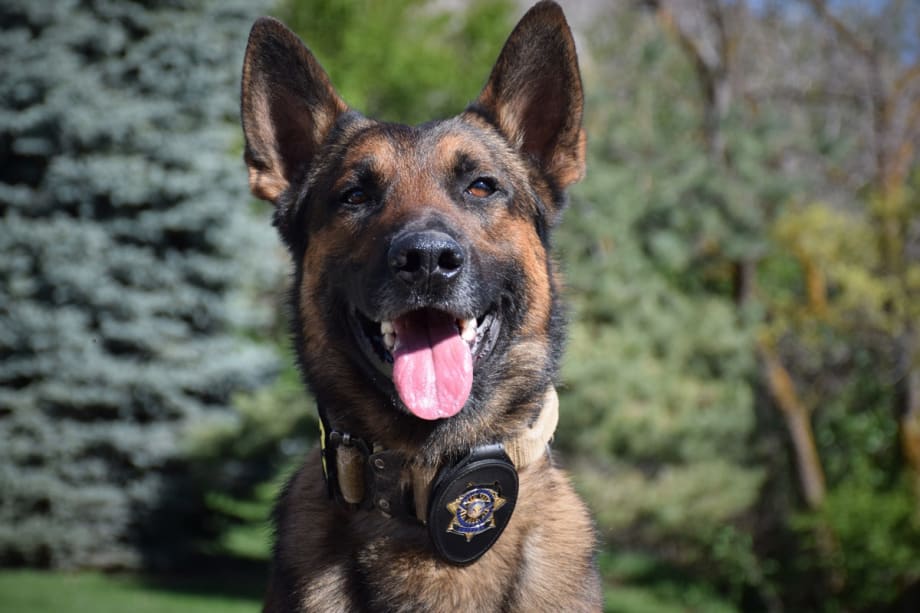 Utah K-9 Killed After Running into Traffic