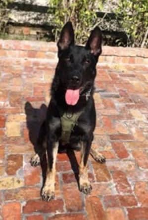 Florida K-9 Killed, Suspect Wounded Outside Shopping Mall