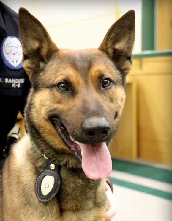 Colorado Police Mourn K-9's Death from Illness
