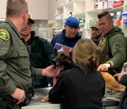 California K-9 Wounded, Suspect Dead in Gunfight
