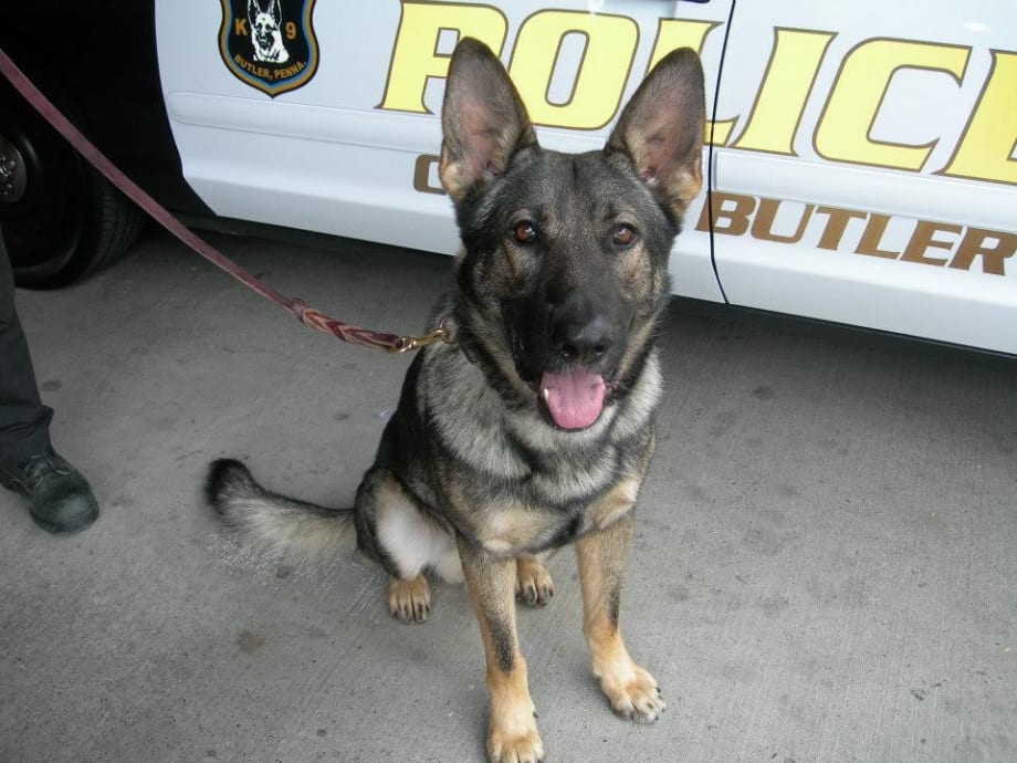 Pennsylvania K-9 Succumbs to Internal Illness
