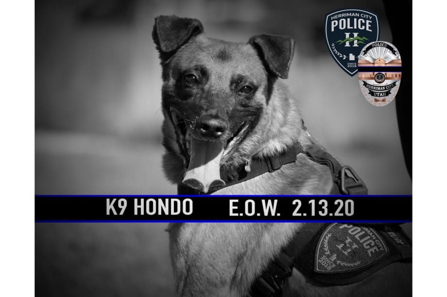 Utah K-9 Shot and Killed in Pursuit of Fugitive