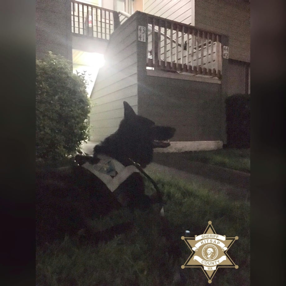 Washington K-9 Leads Deputies to Hiding Fugitive