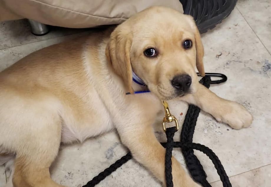 University of Kentucky Police Welcome New Therapy K-9