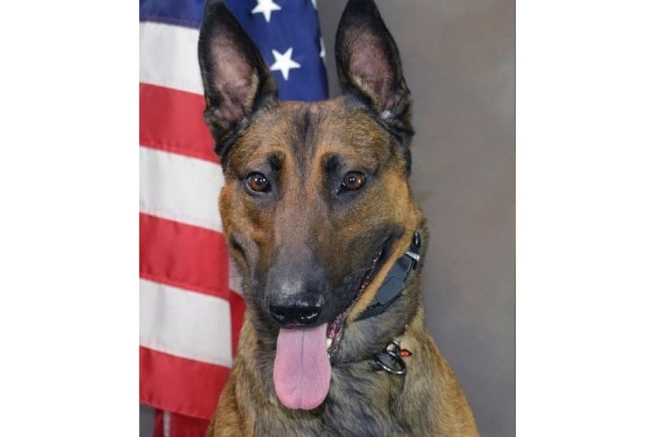 CA K-9 Shot and Killed During Search for Auto Theft Suspect