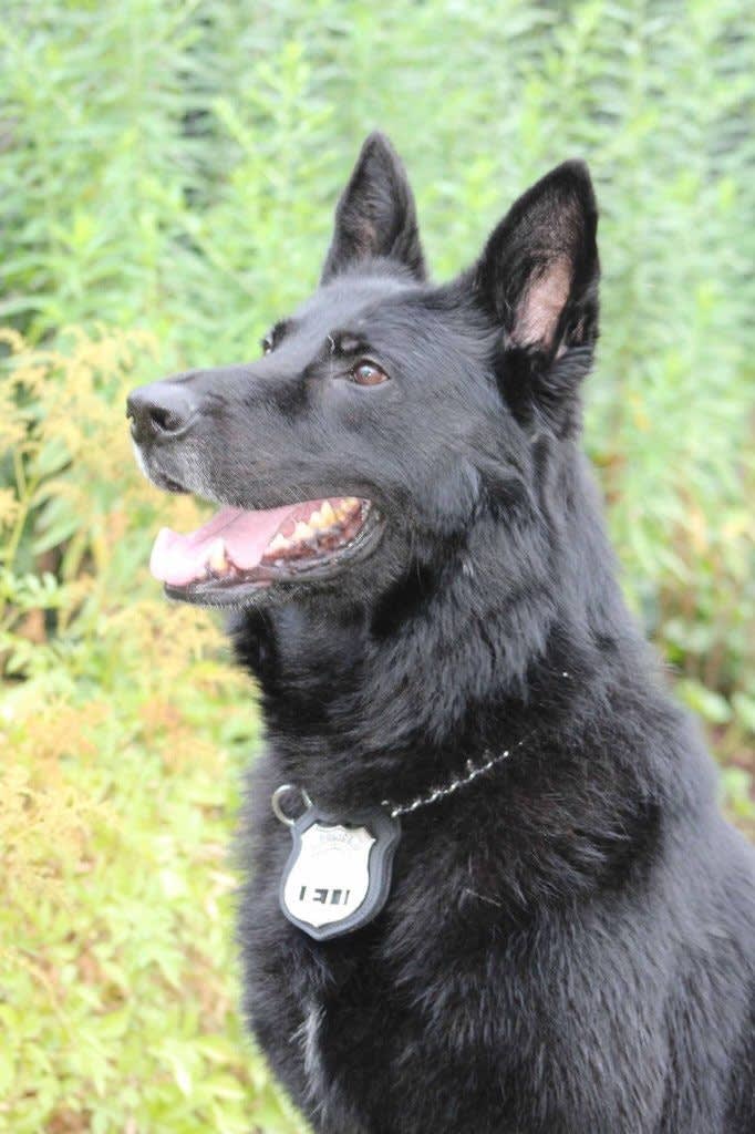 Connecticut K-9 Dies in Retirement