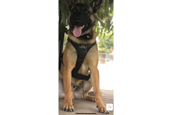 California Community Raises Funds to Revive Department's K-9 Unit