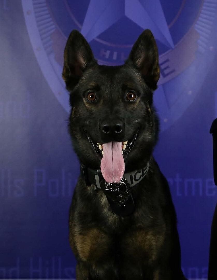 Texas K-9 Recovering After Being Struck by Gunfire in Violent Confrontation