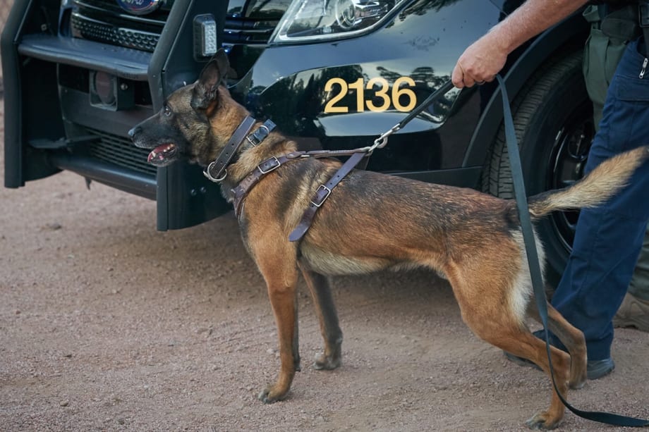 Arizona K-9 Shot and Killed by Fleeing Assault Suspect