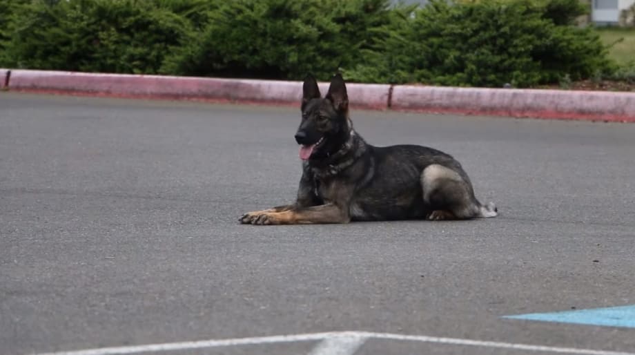 Video: Washington Department Welcomes New K-9