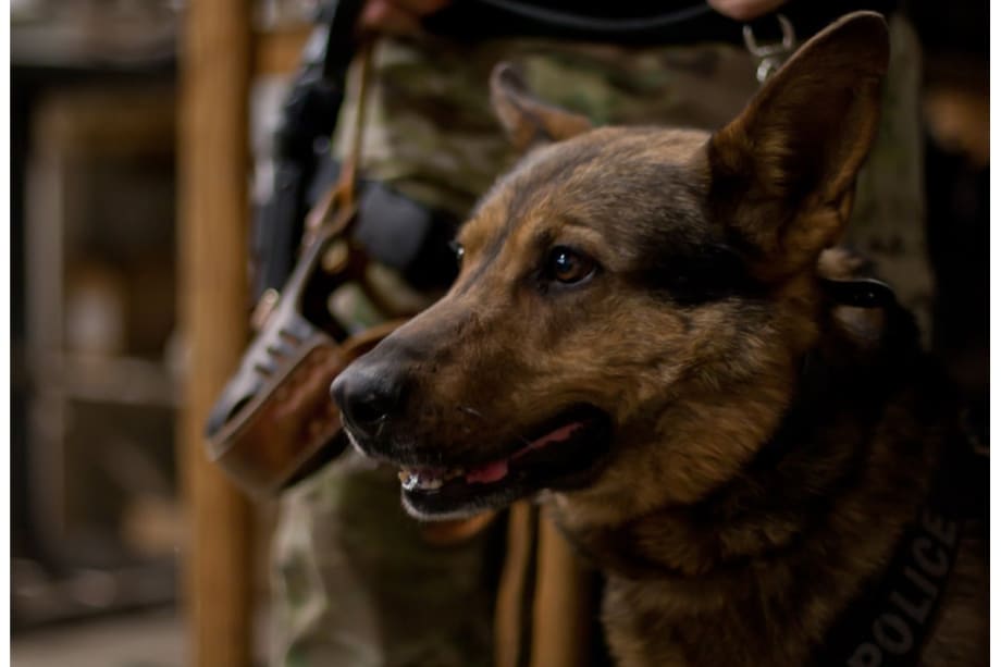 Washington K-9 Handler Authors Heartfelt Memorial to Fallen Partner