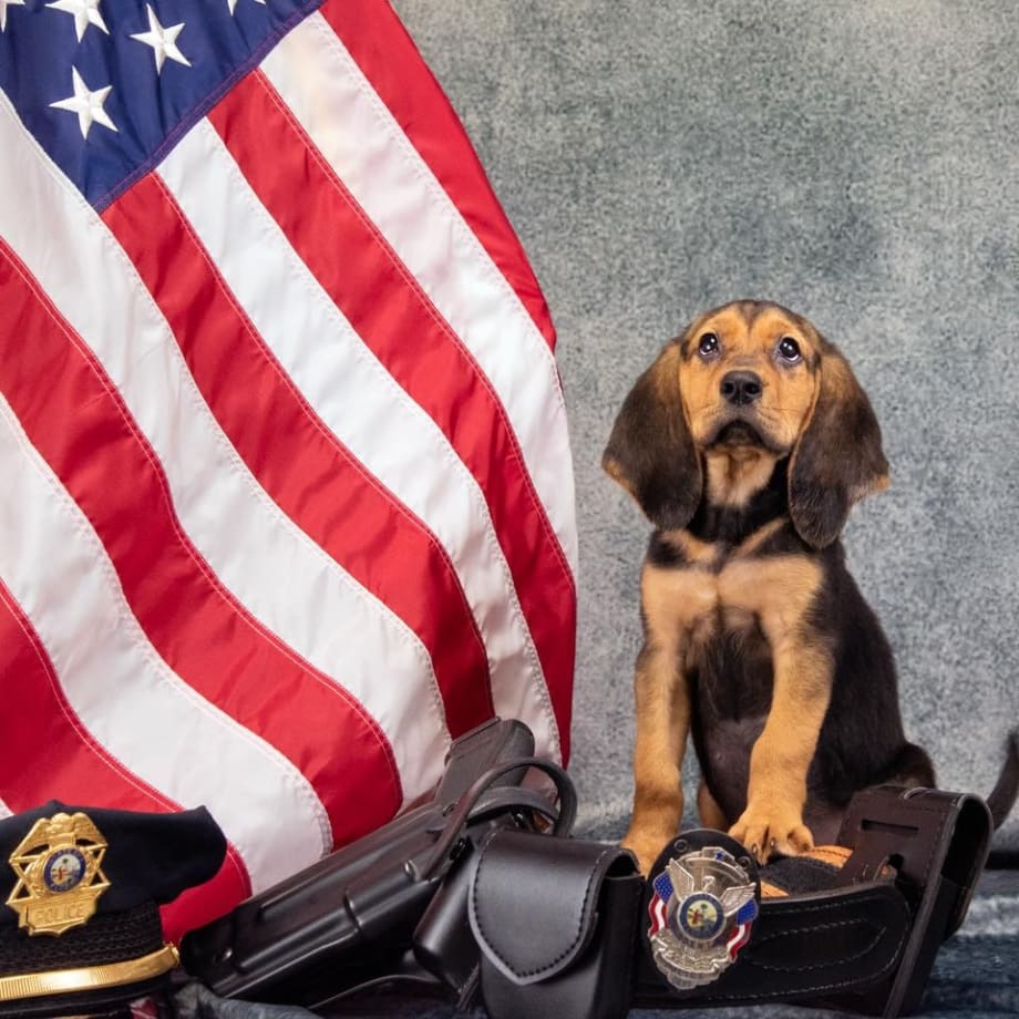 Florida Department Welcomes New K-9, Asks Residents to Name Her