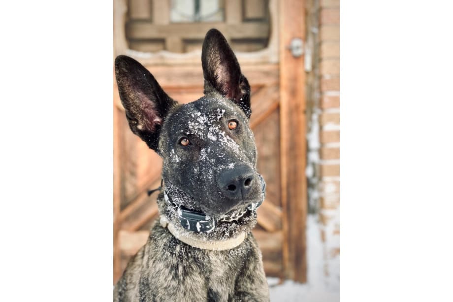 MN K-9 Shot, Killed at Standoff