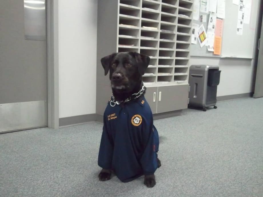 Retired Texas K-9 Died Following Long Fight With Cancer