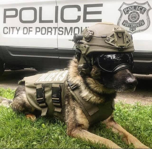 New Hampshire K-9 Dies in Training Exercise