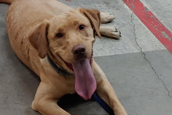 Colorado Department's New K-9 Named After Fallen Officer
