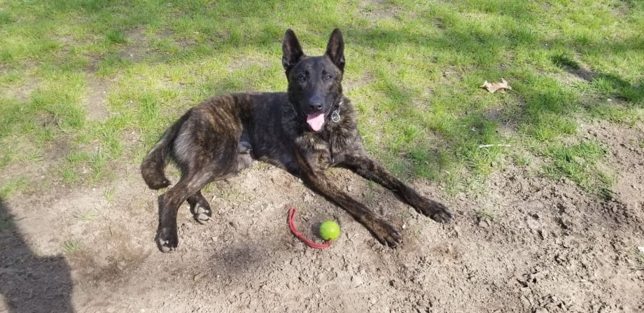 Tennessee Agency Welcomes New K-9 to the Ranks