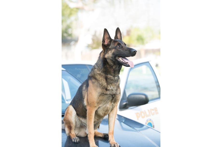 California K-9 Dies in Hot Car While Off Duty