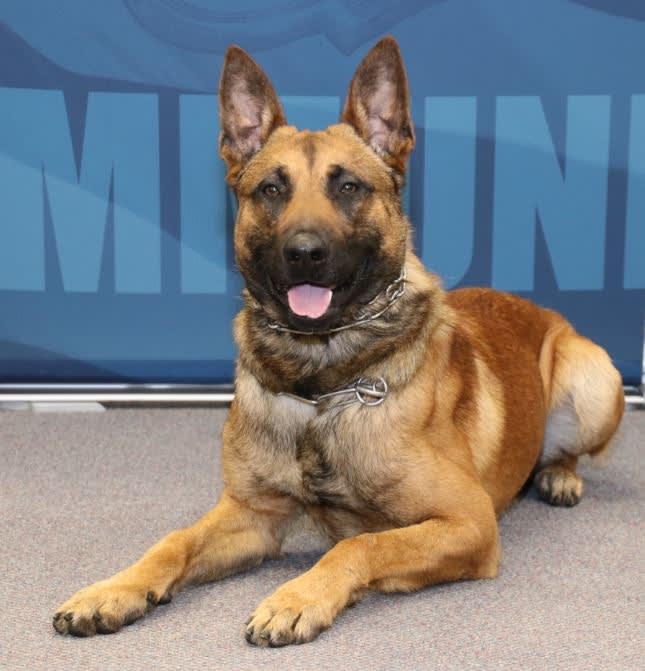 Wisconsin K-9 Stabbed Multiple Times Faces Difficult Recovery