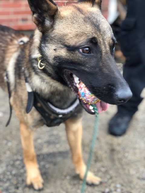 Massachusetts Department Welcomes New K-9