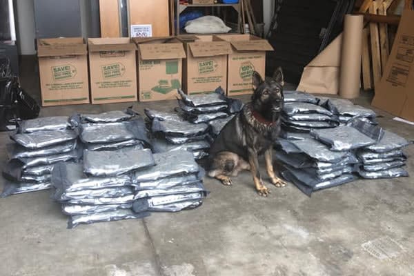 Florida K-9 Sniffs Out 94 Pounds of Marijuana at Traffic Stop