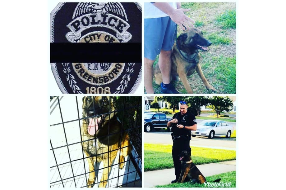 North Carolina K-9 Struck, Killed by Car While Chasing Suspect